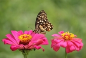 IIP Online Student Photography